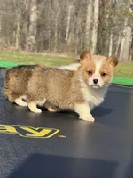 Nash, a male Pembroke Welsh Corgi for sale in Rolla, MO – Photo 5 of 10