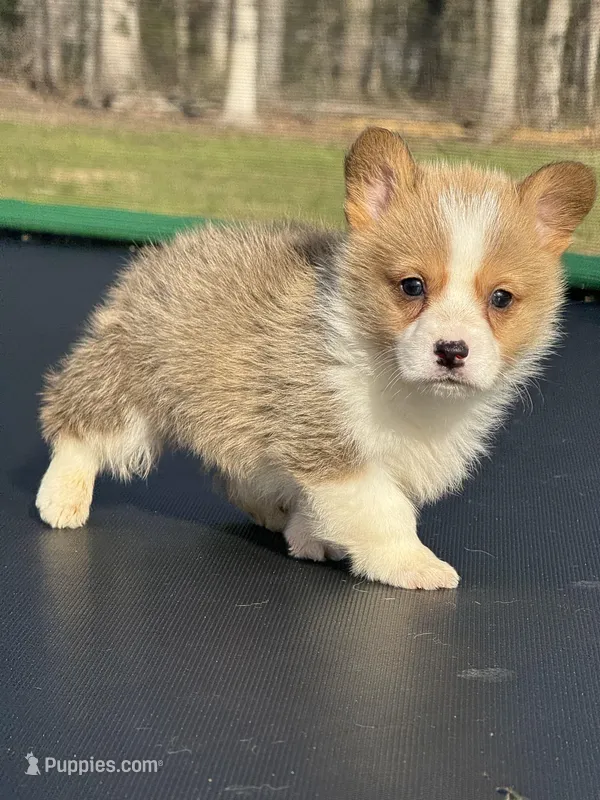 Nash – Pembroke Welsh Corgi puppy for sale in Rolla, MO