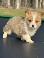 Nash, a male Pembroke Welsh Corgi for sale in Rolla, MO – Photo 1 of 10