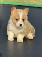 Nash, a male Pembroke Welsh Corgi for sale in Rolla, MO – Photo 4 of 10