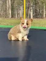 Nash, a male Pembroke Welsh Corgi for sale in Rolla, MO – Photo 2 of 10