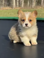 Nash, a male Pembroke Welsh Corgi for sale in Rolla, MO – Photo 6 of 10