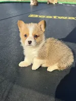 Nash, a male Pembroke Welsh Corgi for sale in Rolla, MO – Photo 10 of 10