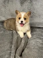 Nash, a male Pembroke Welsh Corgi for sale in Rolla, MO – Photo 9 of 10