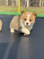 Nash, a male Pembroke Welsh Corgi for sale in Rolla, MO – Photo 3 of 10