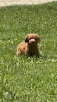 Lizzy, a female Miniature Goldendoodle for sale in Rolla, MO – 3 of 6