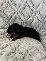 Carrie, a female Miniature Dachshund for sale in Rolla, MO – 5 of 6