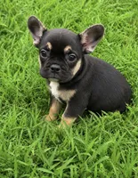 Carter , a male French Bulldog for sale in Rolla, MO – 2 of 5