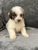 Lizzy, a female Aussiedoodle for sale in Rolla, MO – Photo 4 of 8