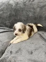 Lizzy, a female Aussiedoodle for sale in Rolla, MO – Photo 6 of 8