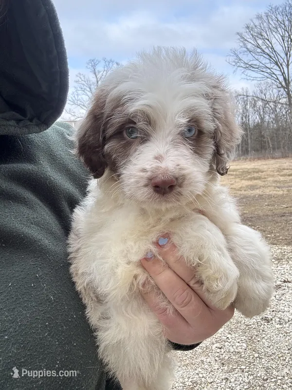 Lizzy, a female Aussiedoodle for sale in Rolla, MO – Photo 1 of 8
