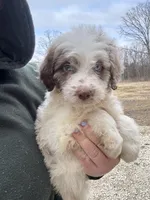 Lizzy, a female Aussiedoodle for sale in Rolla, MO – Photo 1 of 8