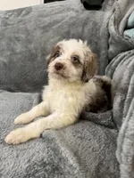 Lizzy, a female Aussiedoodle for sale in Rolla, MO – Photo 5 of 8