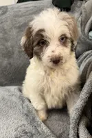 Lizzy, a female Aussiedoodle for sale in Rolla, MO – Photo 3 of 8