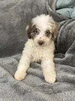 Lizzy, a female Aussiedoodle for sale in Rolla, MO – Photo 7 of 8