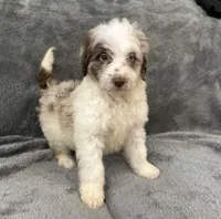 Lizzy, a female Aussiedoodle for sale in Rolla, MO – Photo 2 of 8