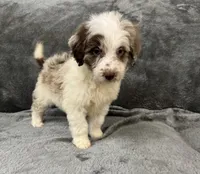 Lizzy, a female Aussiedoodle for sale in Rolla, MO – Photo 8 of 8