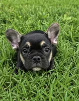 Carter , a male French Bulldog for sale in Rolla, MO – 3 of 5