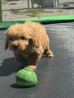 Lieutenant, a male Miniature Goldendoodle for sale in Rolla, MO – 9 of 10
