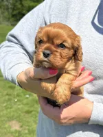 Liam, a male Cavalier King Charles Spaniel for sale in Rolla, MO – Photo 6 of 8