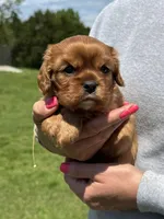 Liam, a male Cavalier King Charles Spaniel for sale in Rolla, MO – Photo 2 of 8