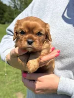 Liam, a male Cavalier King Charles Spaniel for sale in Rolla, MO – Photo 3 of 8