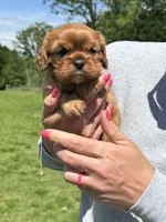 Liam, a male Cavalier King Charles Spaniel for sale in Rolla, MO – Photo 7 of 8