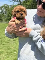 Liam, a male Cavalier King Charles Spaniel for sale in Rolla, MO – Photo 8 of 8