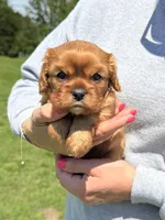Liam, a male Cavalier King Charles Spaniel for sale in Rolla, MO – Photo 5 of 8