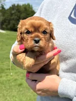 Liam, a male Cavalier King Charles Spaniel for sale in Rolla, MO – Photo 4 of 8