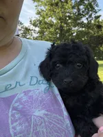 Ariel , a female Poodle - Toy  for sale in Rolla, MO – 6 of 9