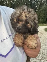 Sadie, a female Poodle - Toy  for sale in Rolla, MO – 2 of 10