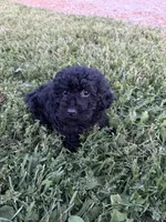 Sammy, a male Poodle - Miniature  for sale in Rolla, MO – 6 of 6
