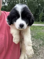 Remi, a female Great Pyrenees for sale in Rolla, MO – 2 of 5