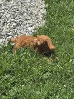 Lizzy, a female Miniature Goldendoodle for sale in Rolla, MO – 4 of 6