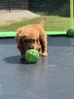 Linda, a female Miniature Goldendoodle for sale in Rolla, MO – 2 of 8