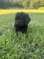 Ariel , a female Poodle - Toy  for sale in Rolla, MO – 9 of 9
