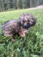 Sadie, a female Poodle - Toy  for sale in Rolla, MO – 6 of 10