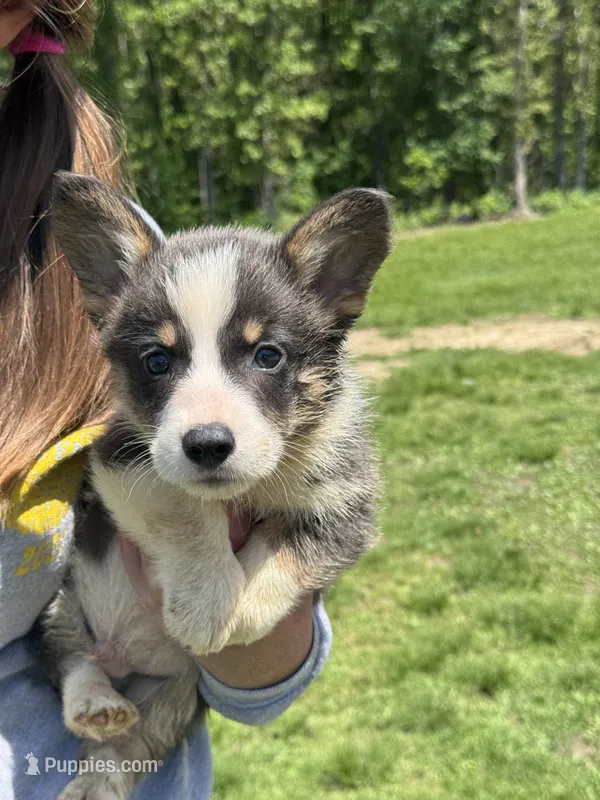 Brent – Pembroke Welsh Corgi puppy for sale in Rolla, MO