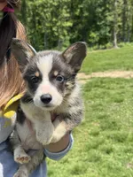 Brent, a male Pembroke Welsh Corgi for sale in Rolla, MO – 1 of 4