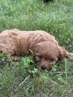 Mikey, a male Cavapoo for sale in Rolla, MO – 2 of 5