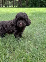 Mason, a male Cavapoo for sale in Rolla, MO – 4 of 4