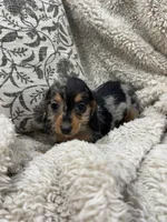 Susie, a female Miniature Dachshund for sale in Rolla, MO – 4 of 8