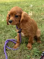 Atlas, a male Cavalier King Charles Spaniel for sale in Rolla, MO – Photo 2 of 9