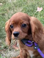 Atlas, a male Cavalier King Charles Spaniel for sale in Rolla, MO – Photo 3 of 9