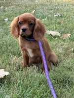 Atlas, a male Cavalier King Charles Spaniel for sale in Rolla, MO – Photo 8 of 9