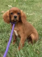 Atlas, a male Cavalier King Charles Spaniel for sale in Rolla, MO – Photo 9 of 9