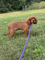 Atlas, a male Cavalier King Charles Spaniel for sale in Rolla, MO – Photo 4 of 9