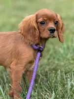 Atlas, a male Cavalier King Charles Spaniel for sale in Rolla, MO – Photo 1 of 9