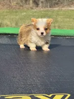 George , a male Pembroke Welsh Corgi for sale in Rolla, MO – Photo 9 of 10